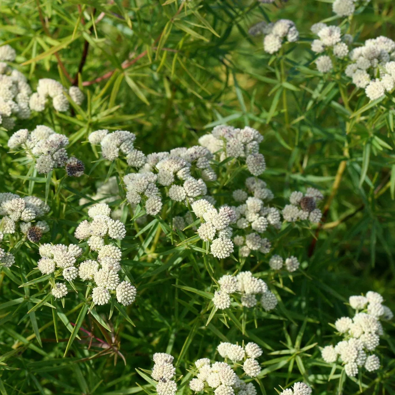 Dwarf Narrowleaf Mountain Mint - Pycnanthemum tenuifolium 'Campbell Carpet'